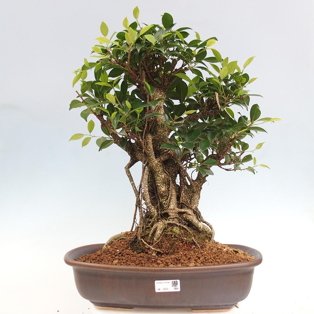 Bonsai pokojowe - Ficus kimmen - figowiec drobnolistny - WYŁĄCZNIE ODBIÓR OSOBISTY lub transport paletowy