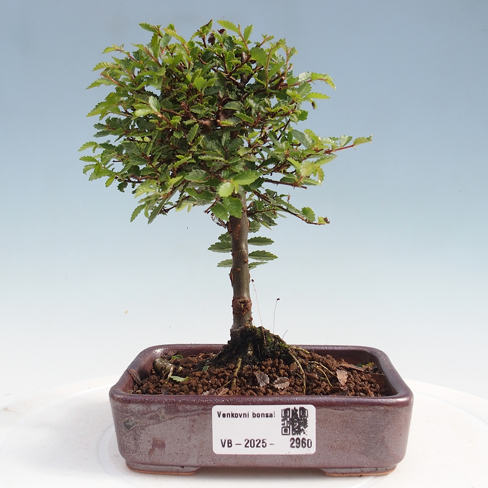 Bonsai zewnętrzne - Ulmus parvifolia Sagei - Wiąz drobnolistny