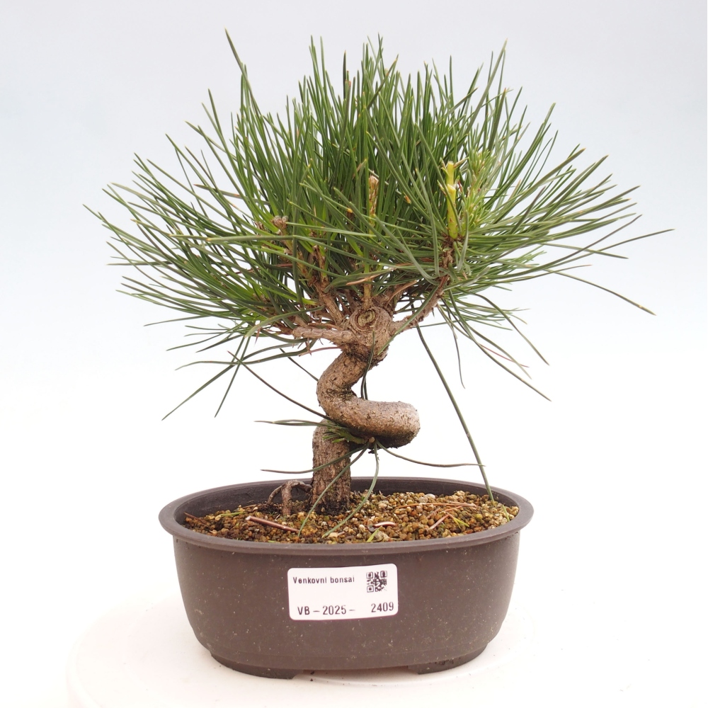 Bonsai ogrodowe - Pinus thunbergii - Sosna Thunbergia