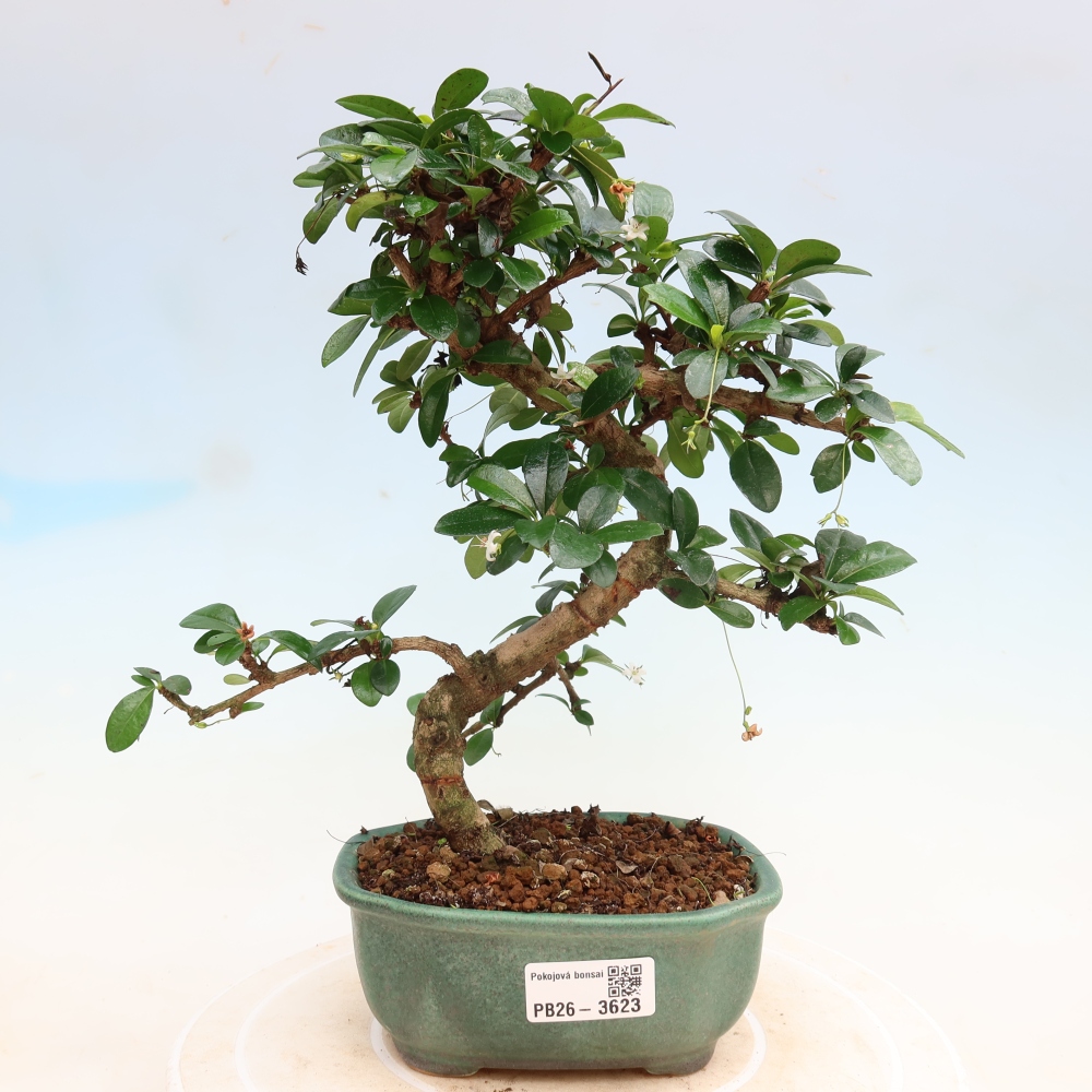 Bonsai pokojowe - Carmona macrophylla - Tea fuki