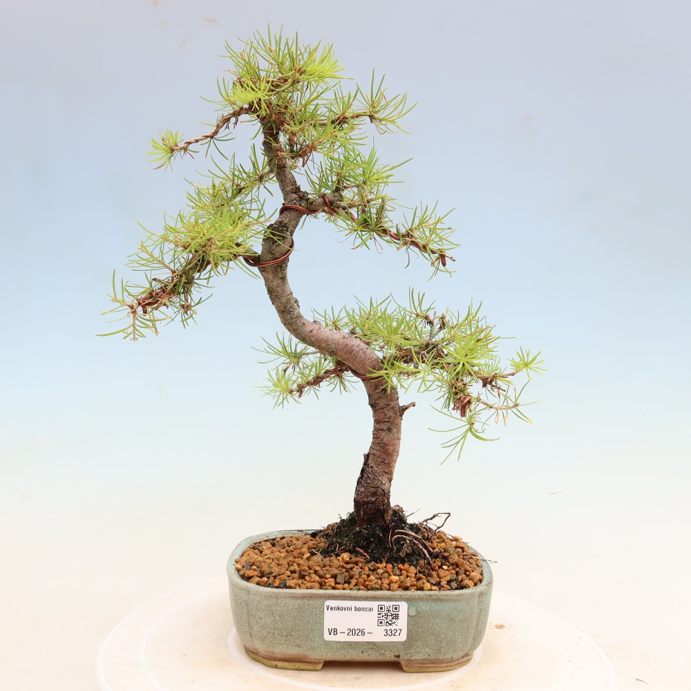 Bonsai zewnętrzne - Larix decidua - Modrzew