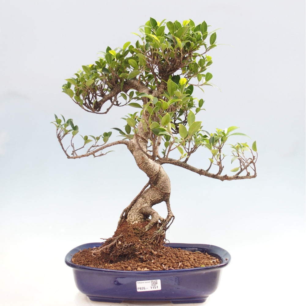 Pokój bonsai - Ficus kimmen - figowiec drobnolistny