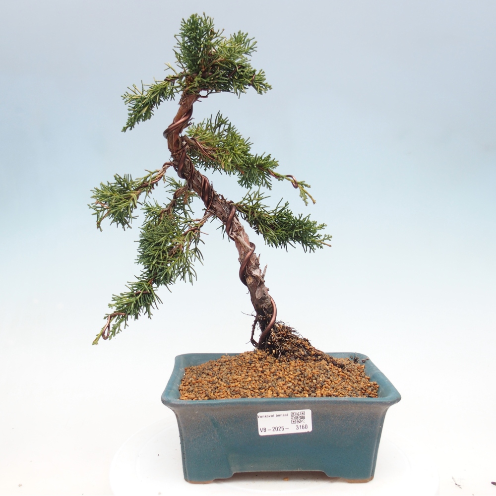 Outdoor bonsai - Juniperus chinensis Kishu - chiński jałowiec