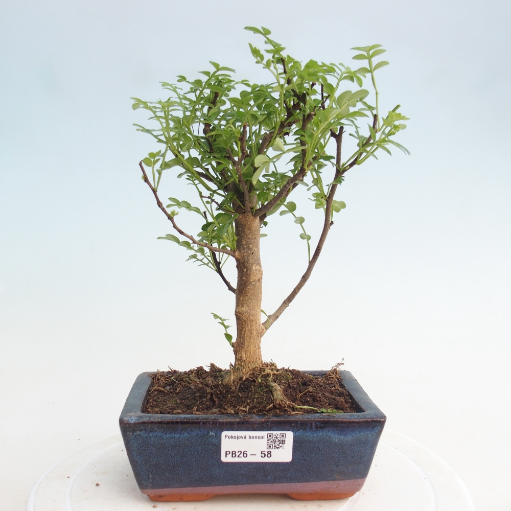 Pokój bonsai - Zantoxylum piperitum - drzewo pieprzowe