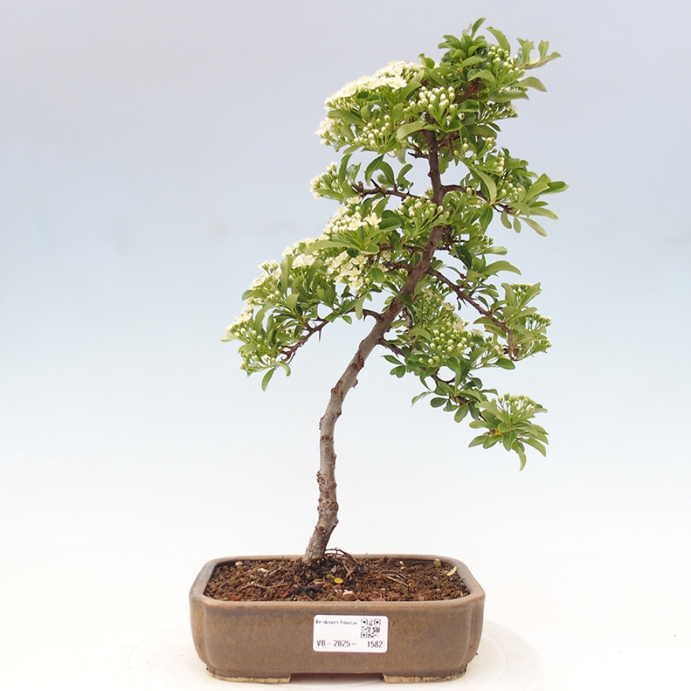 Outdoor Bonsai-Pyracanta Teton-Piekarnia