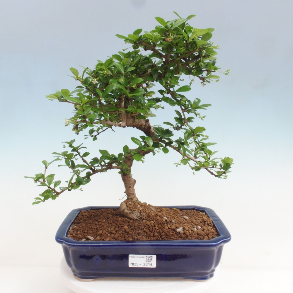 Pokój bonsai - Carmona macrophylla - Tea fuki