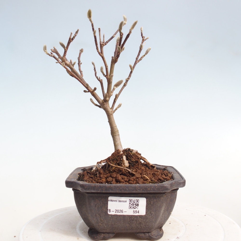 Bonsai na zewnątrz - Magnolia stellata