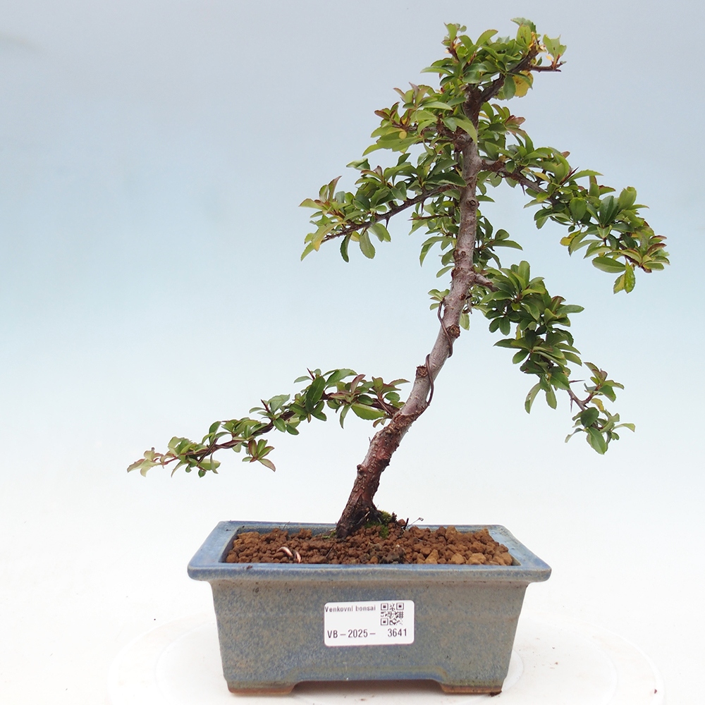 Outdoor bonsai-Pyracantha Teton -Hlox