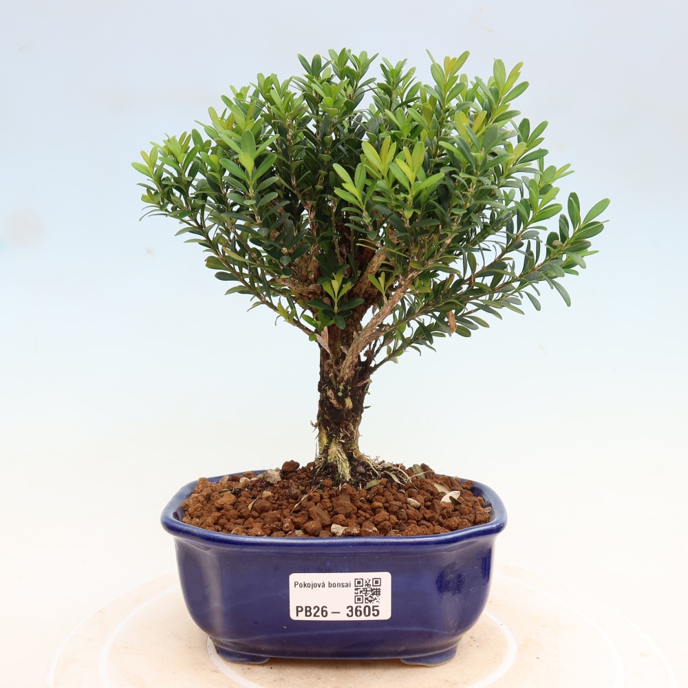 Pokój bonsai - Buxus harlandii - buxus korkowy