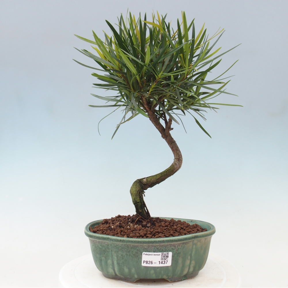 Pokój bonsai - Podocarpus - Kamienny cis