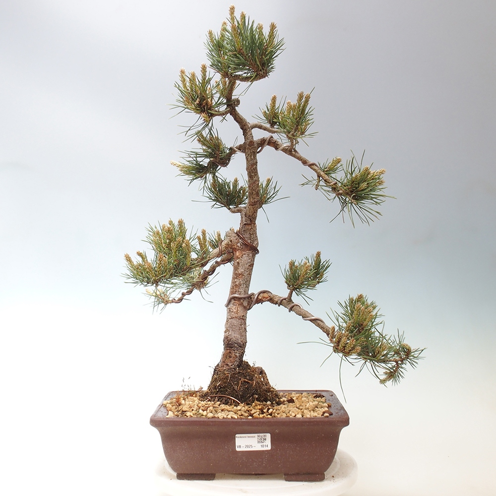 Outdoor bonsai - Pinus Sylvestris - sosna zwyczajna