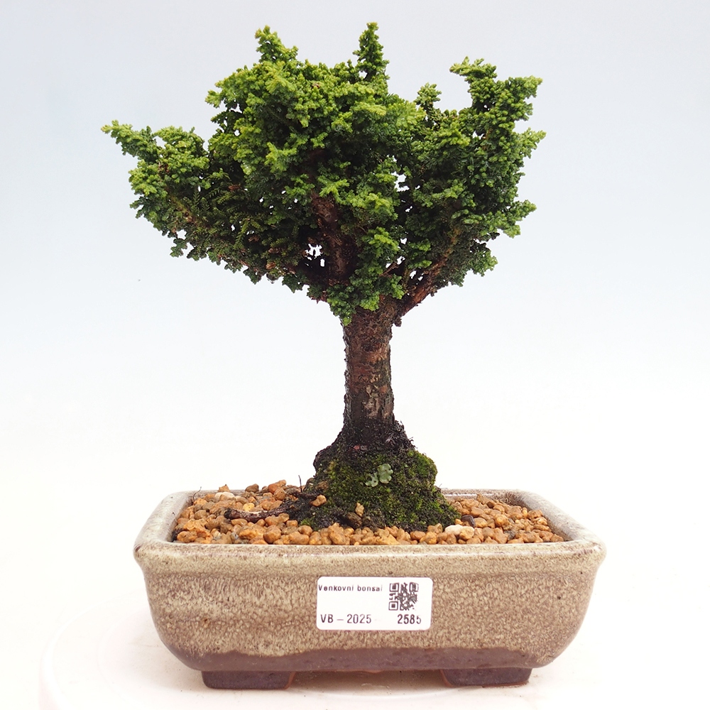 Bonsai zewnętrzne - Cham. obtusa SEKKA HINOKI - Cyprys