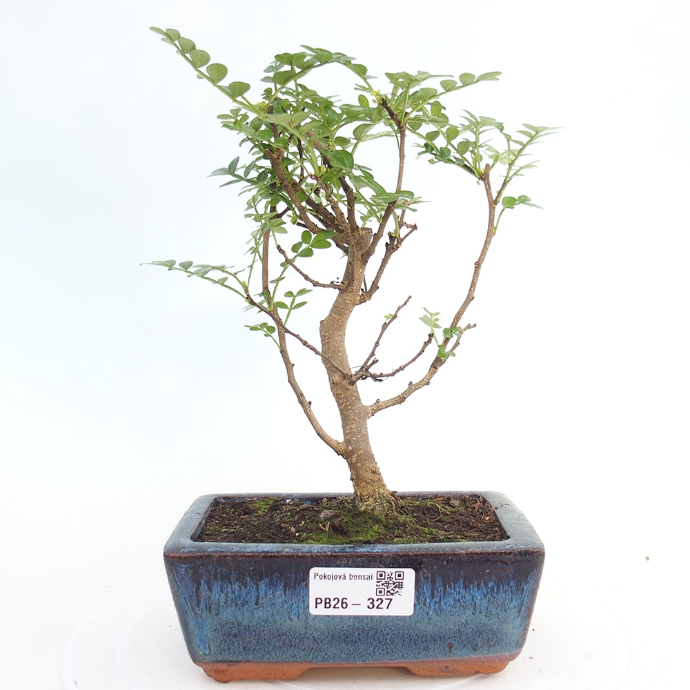 Pokój bonsai - Zantoxylum piperitum - drzewo pieprzowe