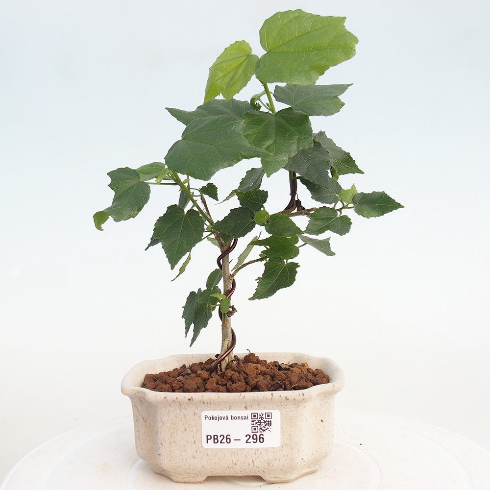 Bonsai domowe - Malvaviscus arboreus