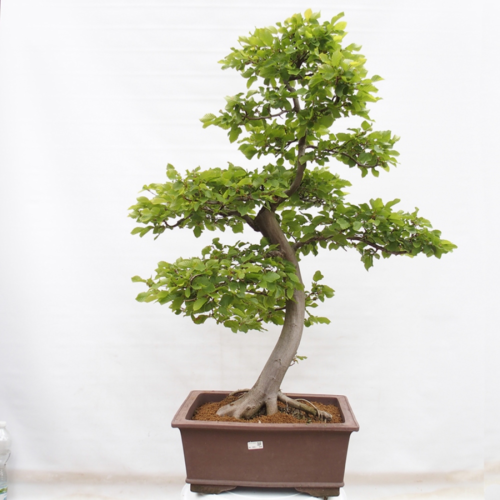 Bonsai zewnętrzne - Grab - Carpinus betulus