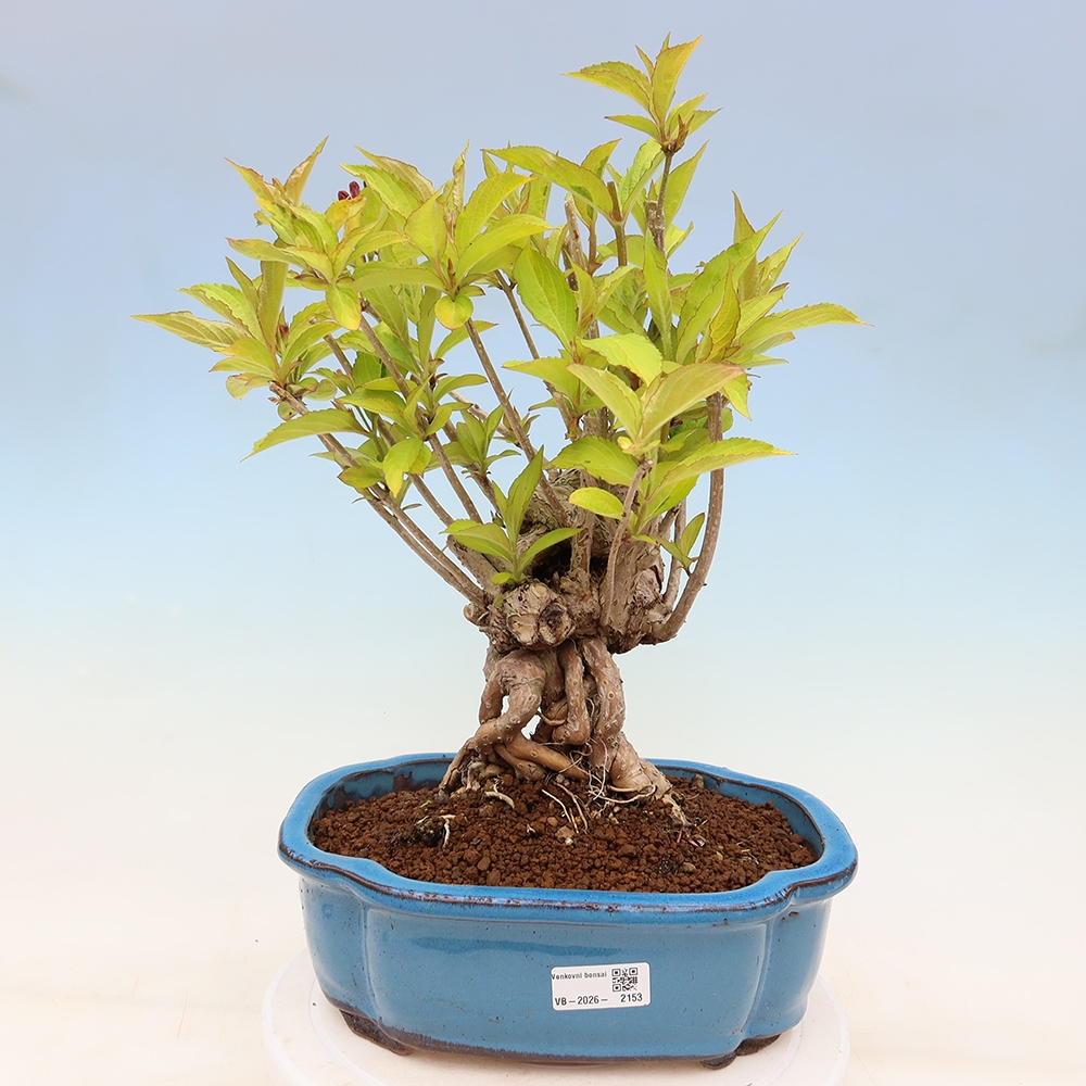 Bonsai ogrodowe – Weigela subsessilis – Weigela koreańska
