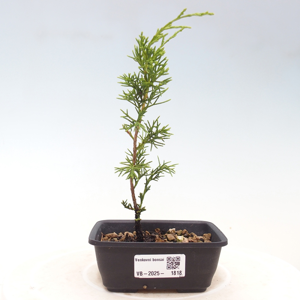 Outdoor bonsai - Juniperus chinensis Itoigawa - Jałowiec chiński
