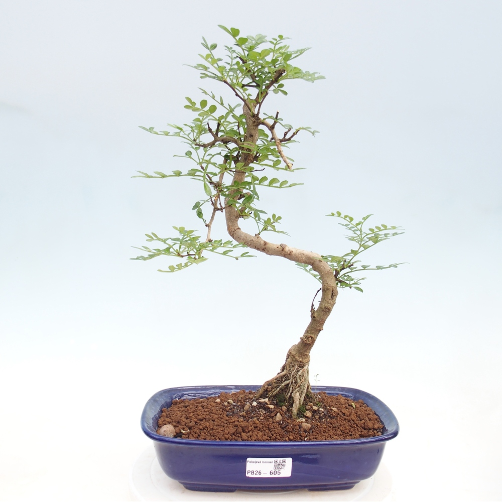 Pokój bonsai - Zantoxylum piperitum - drzewo pieprzowe