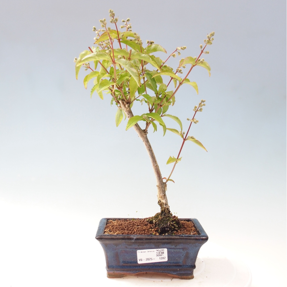 Bonsai zewnętrzne - Deutzia scabra Candidissima - Trojpuk