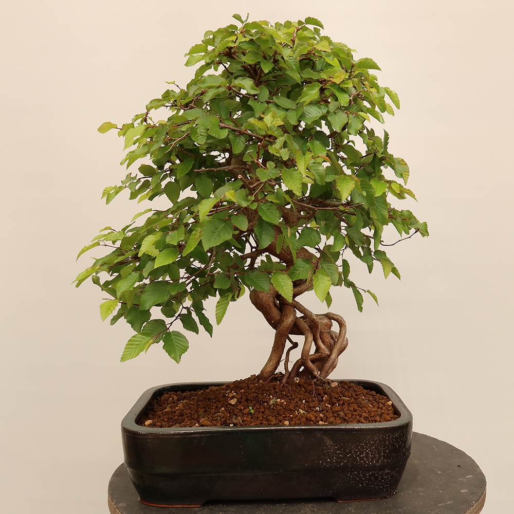 Bonsai plenerowe - Carpinus Coreana - grab koreański
