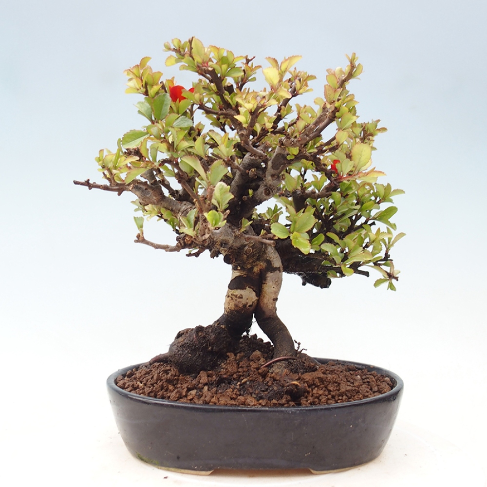 Bonsai zewnętrzne - Chaneomeles speciosa - Pigwa