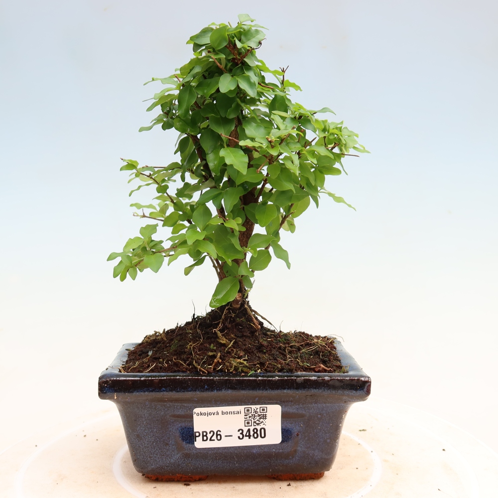 Pokój bonsai - Ligustrum chinensis - Dziób ptaka