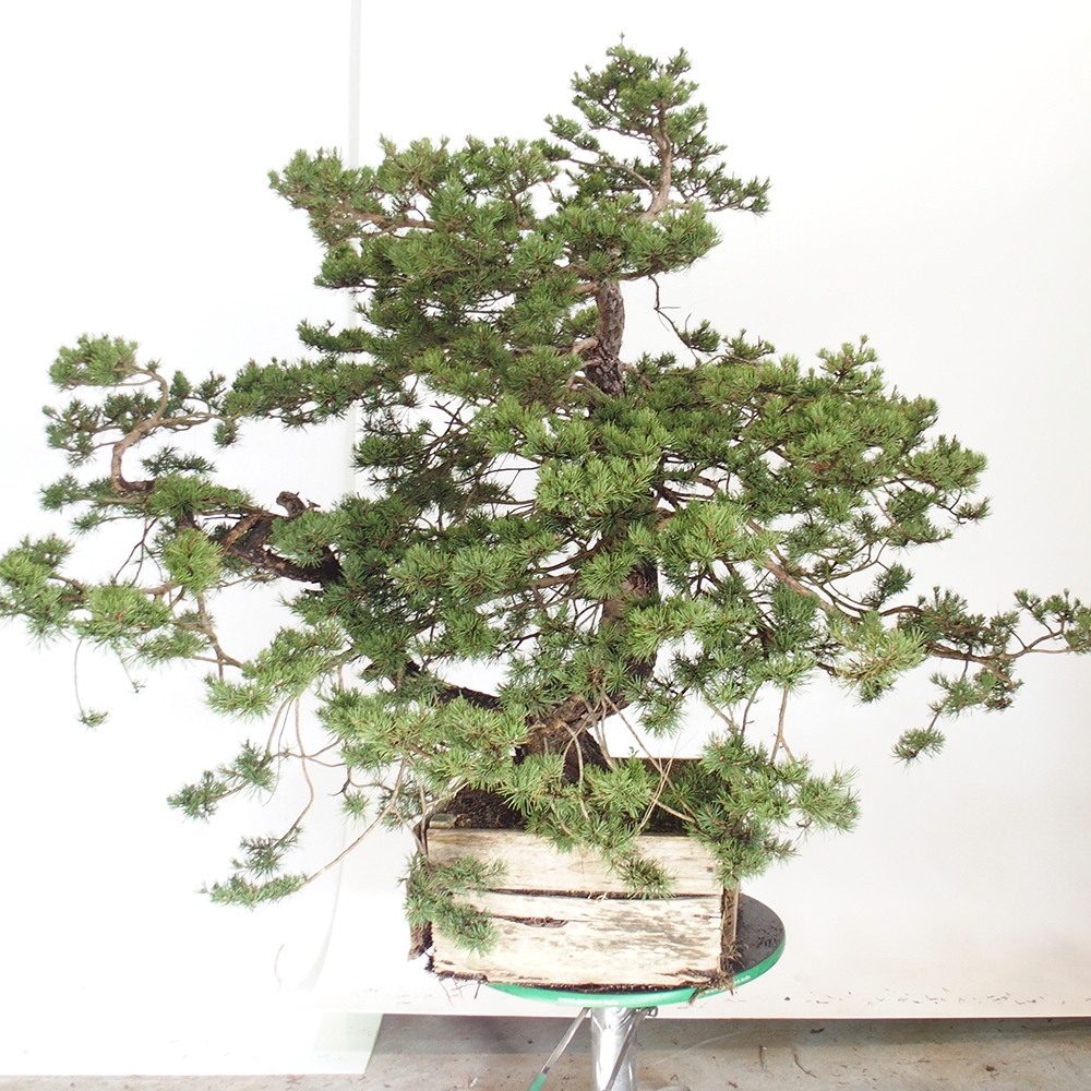 Yamadori - Pinus sylvestris Hiszpania