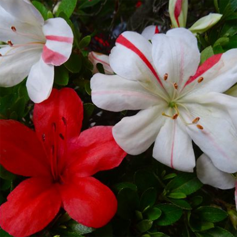 Outdoor bonsai - Azalia japońska - Azalia Nishikie