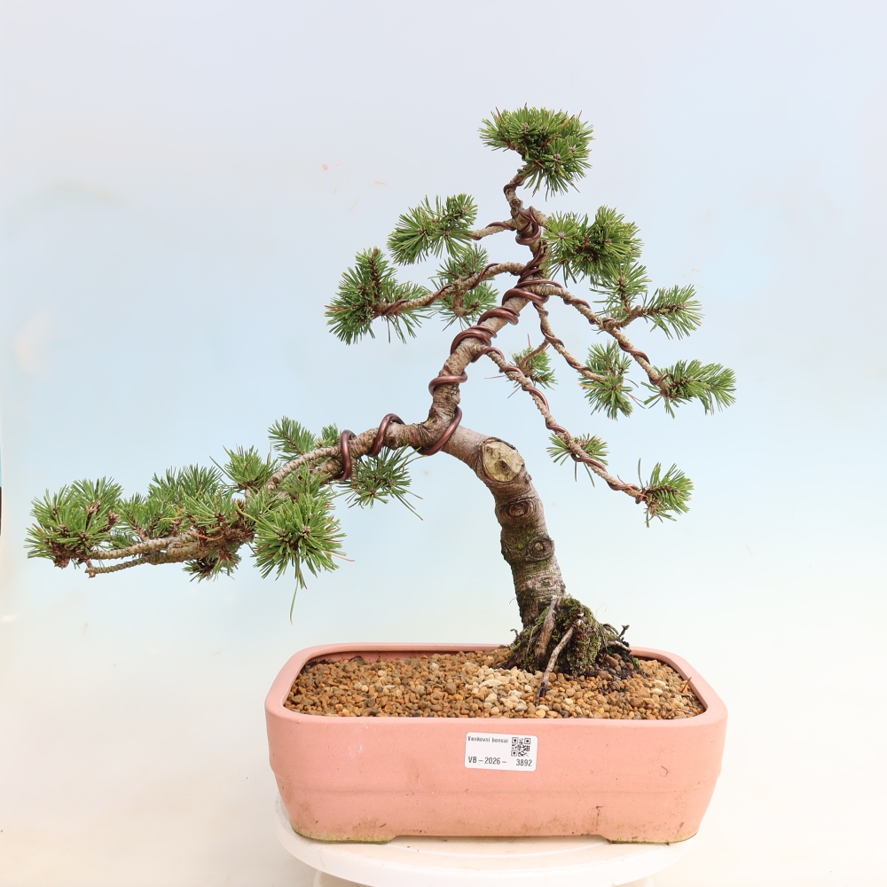 Bonsai ogrodowe – Pinus mugo Humpy – sosna karłowata