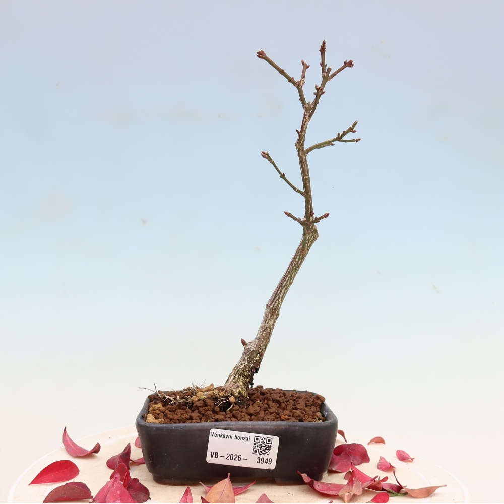 Bonsai ogrodowe – Euonymus alatus comactus – skrzydlaty