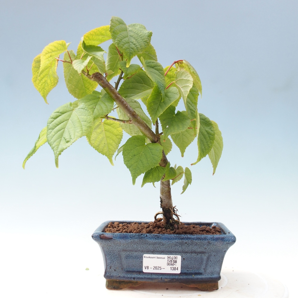 Bonsai na zewnątrz - Lipa - Tilia cordata