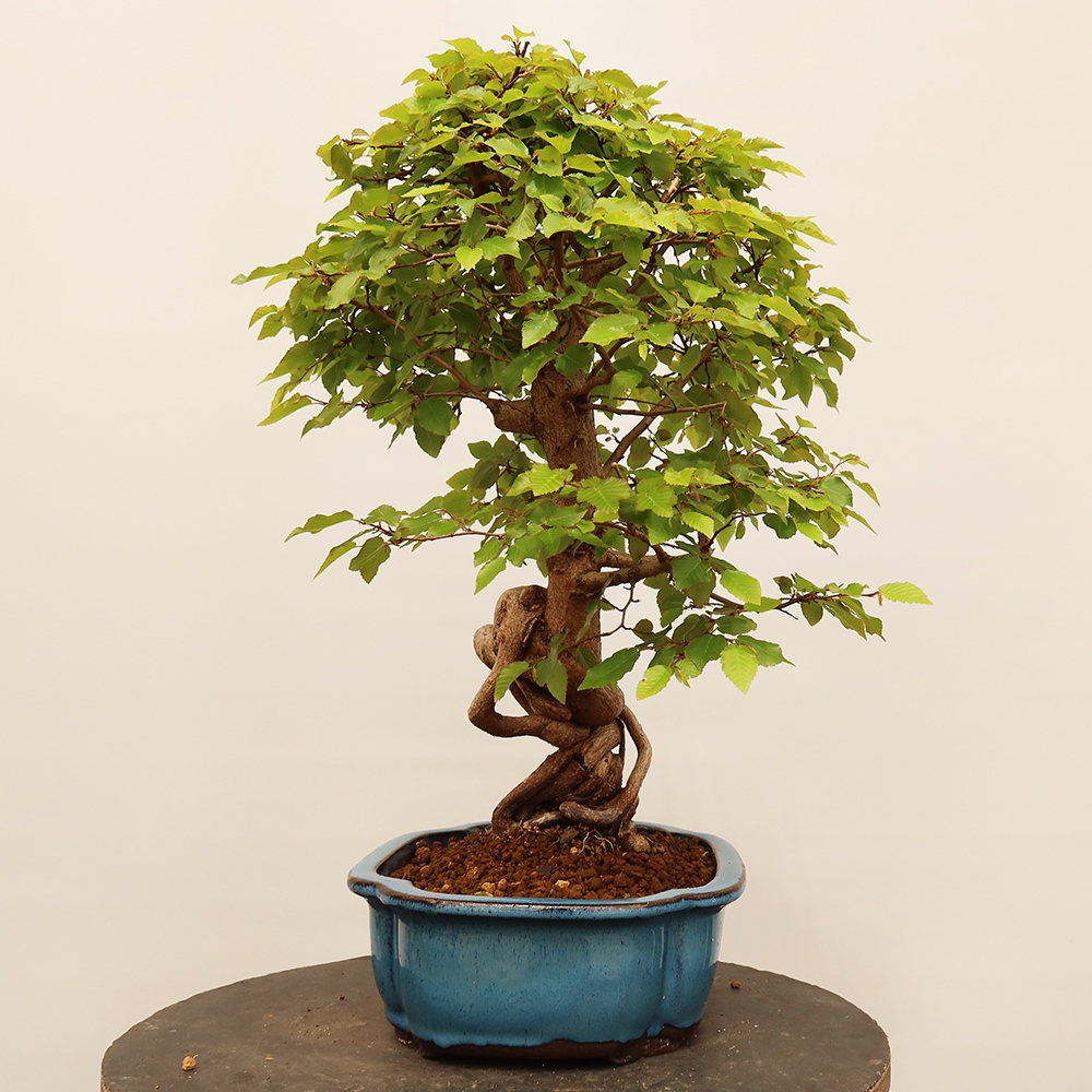 Bonsai plenerowe - Carpinus Coreana - grab koreański