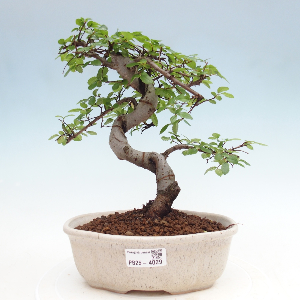 Pokój bonsai - Ulmus parvifolia - Wiąz drobnolistny
