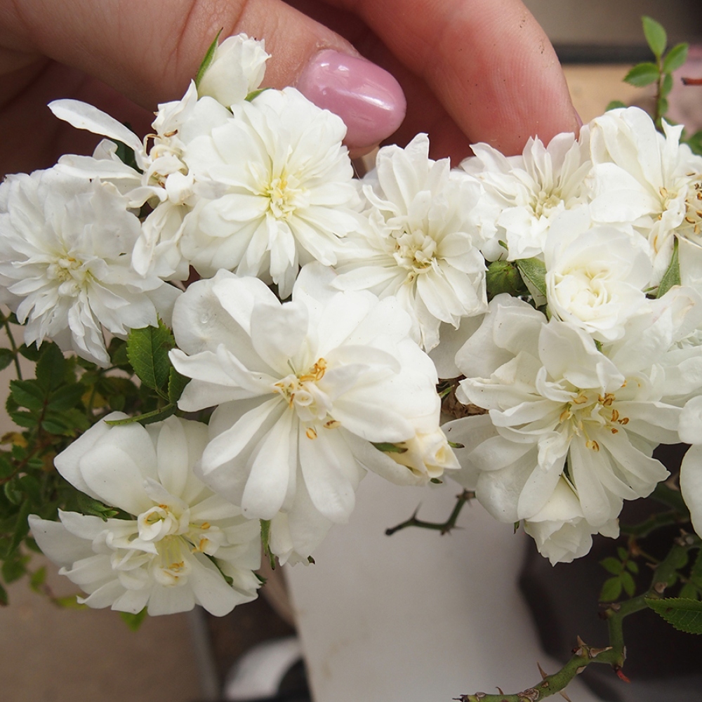 Bonsai na zewnątrz - Rosa Sea Foam - róża 