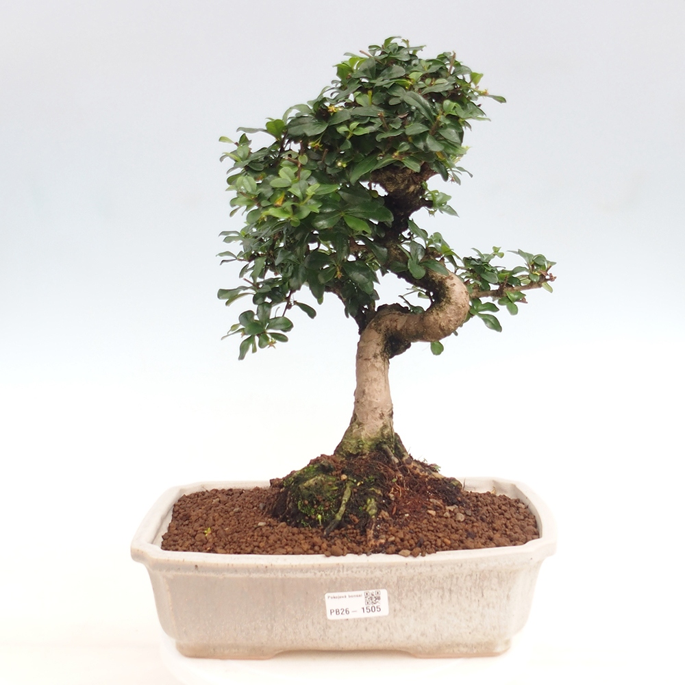 Bonsai pokojowe - Carmona macrophylla - Tea fuki