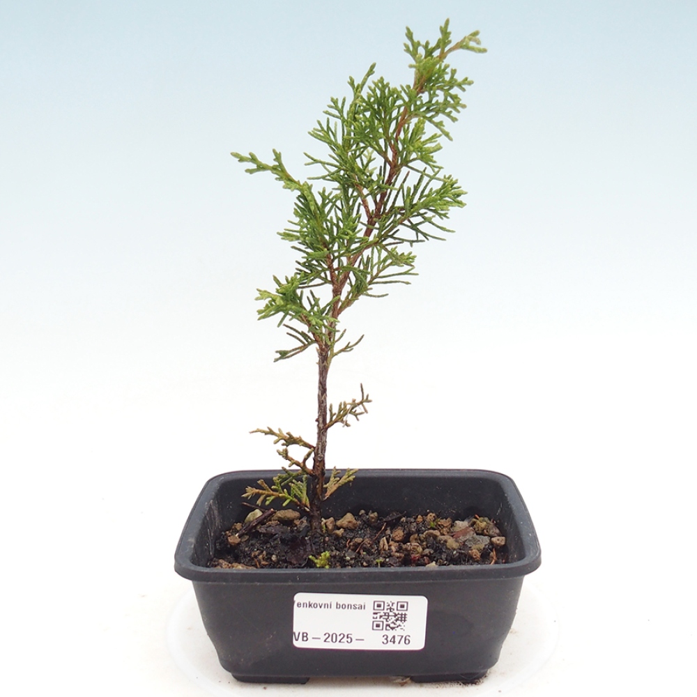 Outdoor bonsai - Juniperus chinensis Itoigawa - Jałowiec chiński