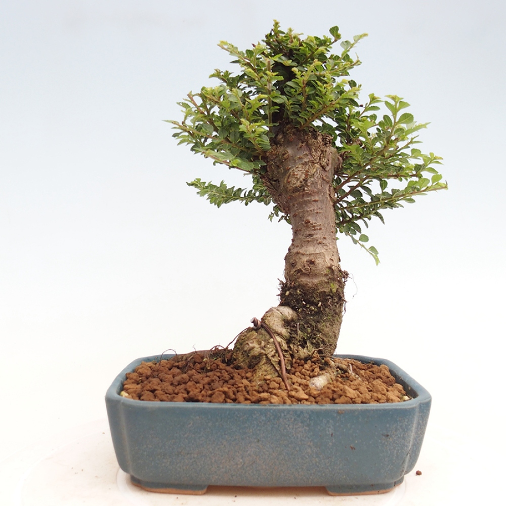 Bonsai zewnętrzne - Ulmus parvifolia Hokkaido - wiąz chiński