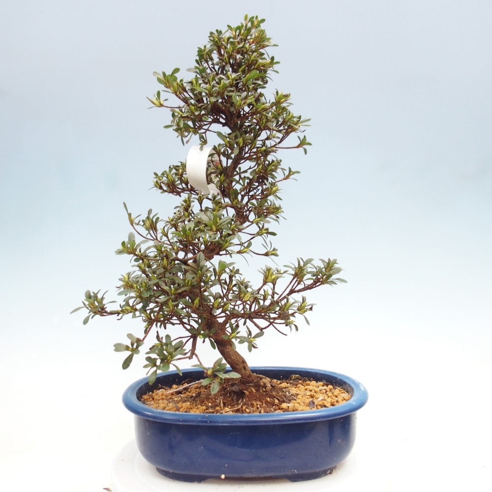 Bonsai zewnętrzne - Azalia japońska - Azalia Nikko