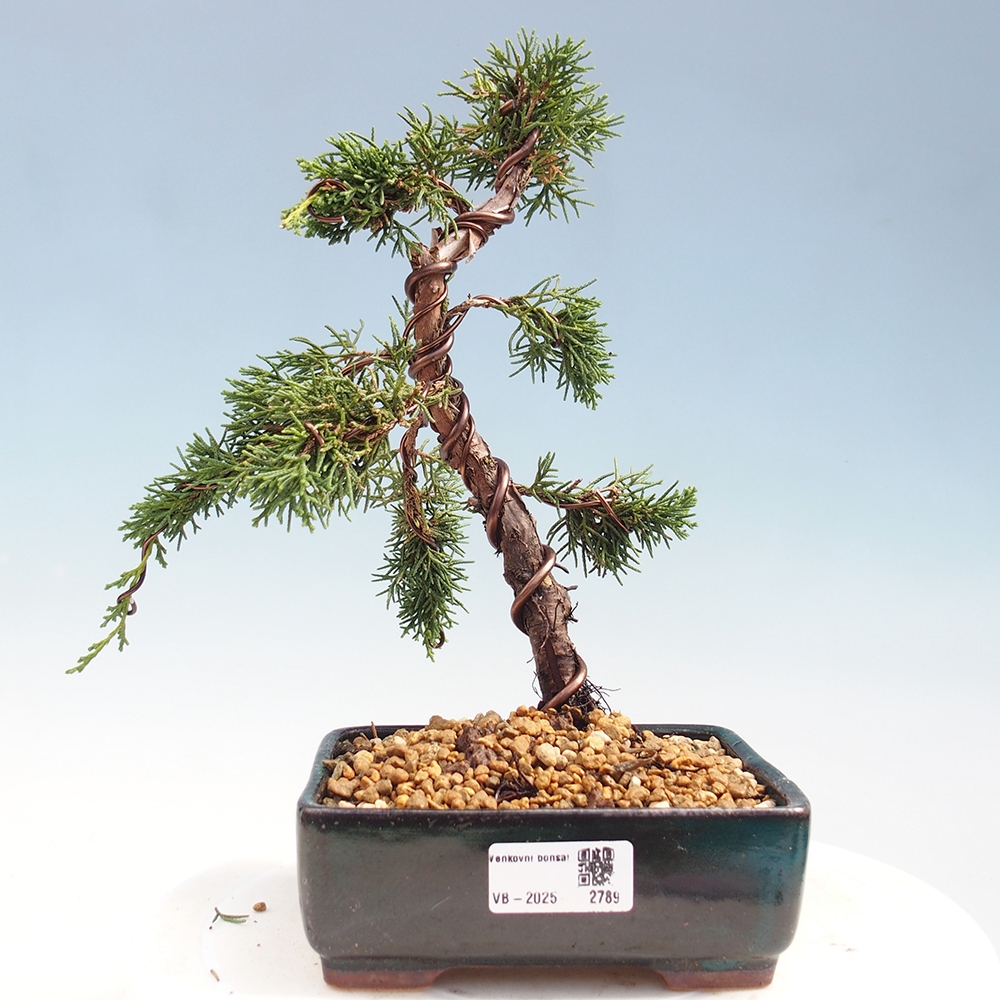 Bonsai zewnętrzne - Juniperus chinensis Kishu - Jałowiec chiński