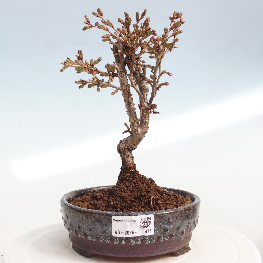 Outdoor bonsai - Prunus incisa Kojou-no mai-Plivon wycięty