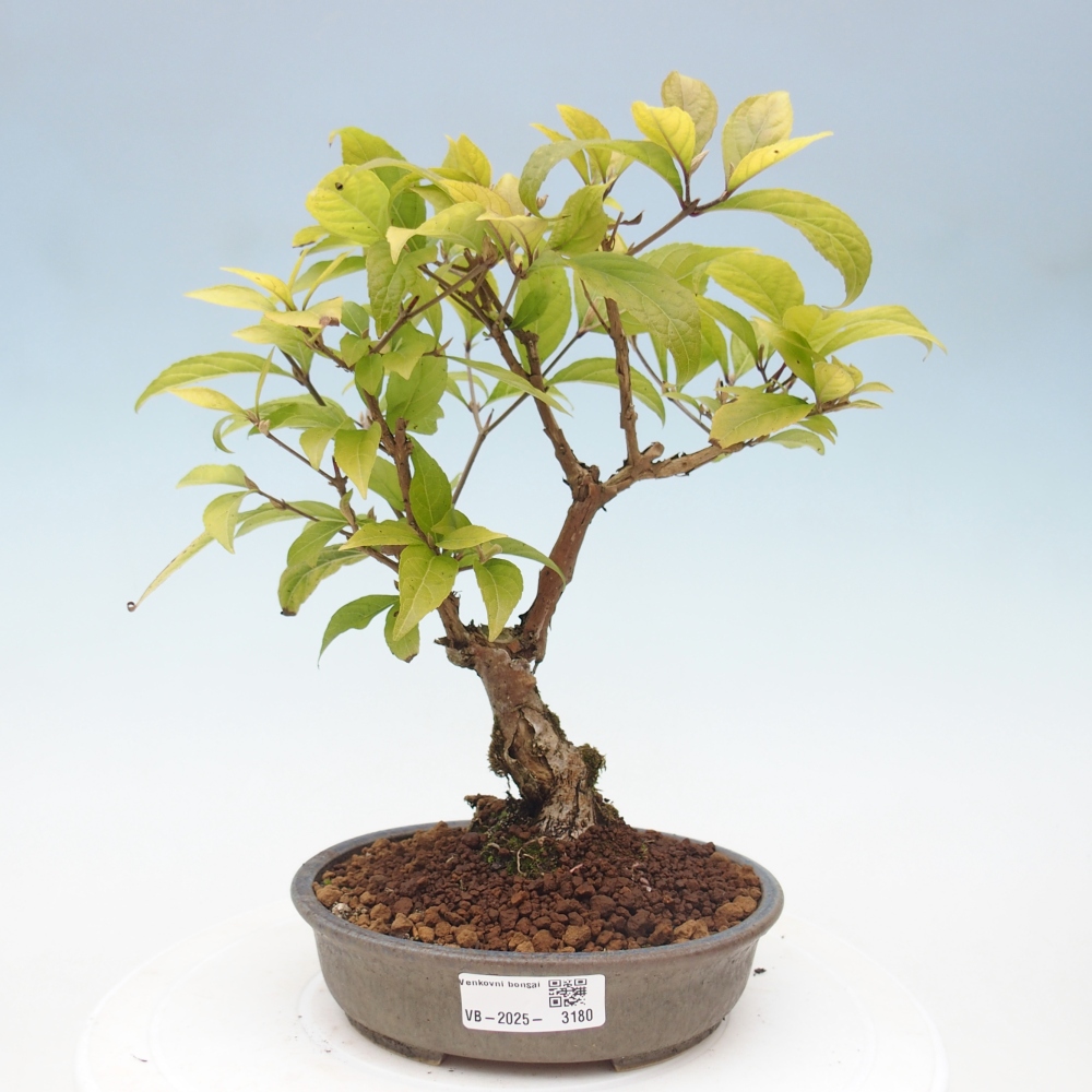 Outdoor bonsai - callicarpa jap Leucocarpa