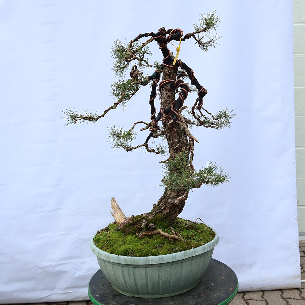 Pinus sylvestris Hiszpania – sosna zwyczajna