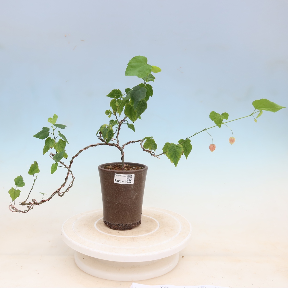Bonsai domowe - Abutilon Big Bell - Cloudberry