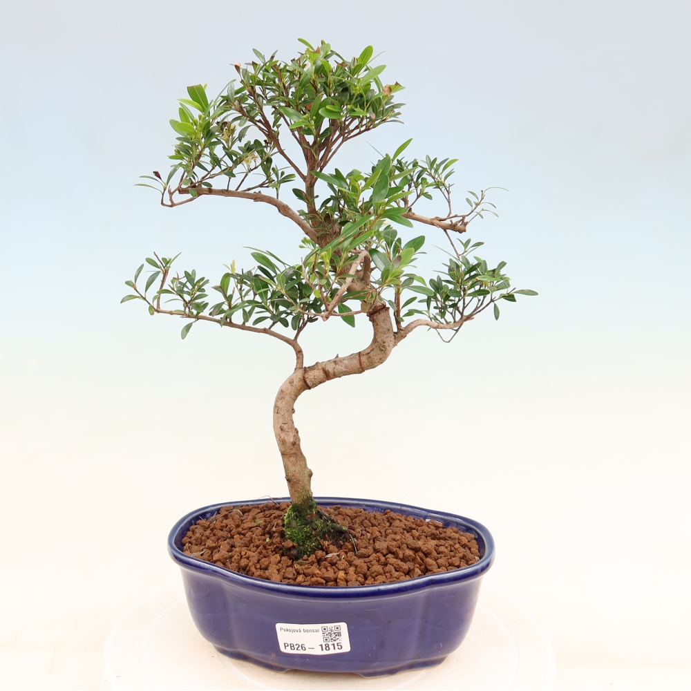 Pokój bonsai - Syzygium - Pimento