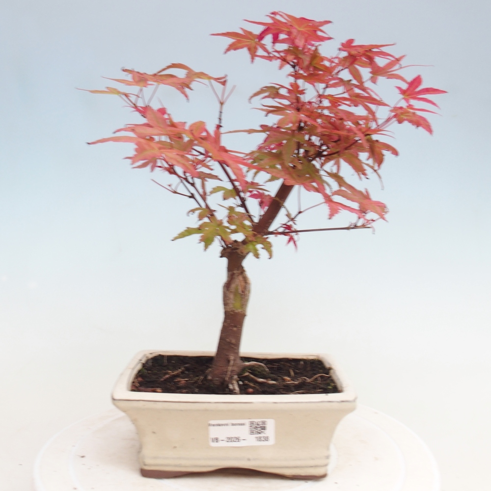 Outdoor bonsai - Acer palmatum DESHOJO