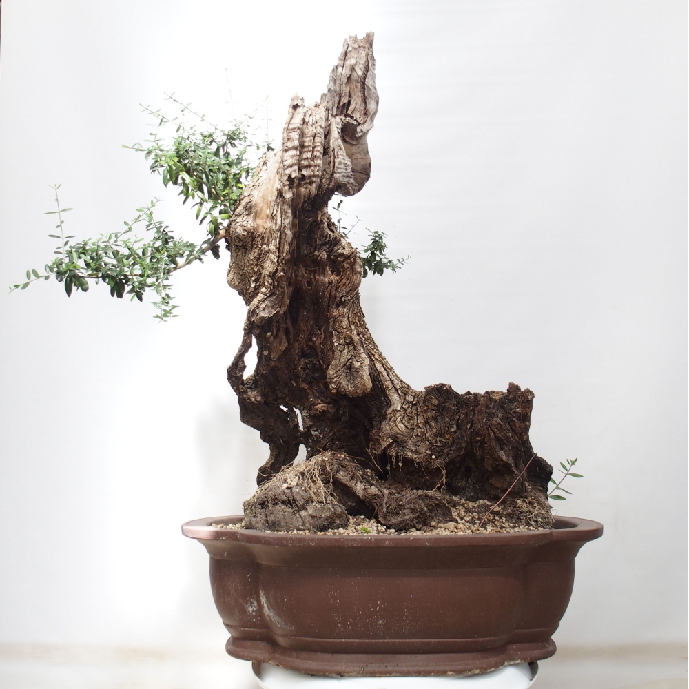 Kryte bonsai - Olea europaea sylvestris - Europejska oliwa z małych liści