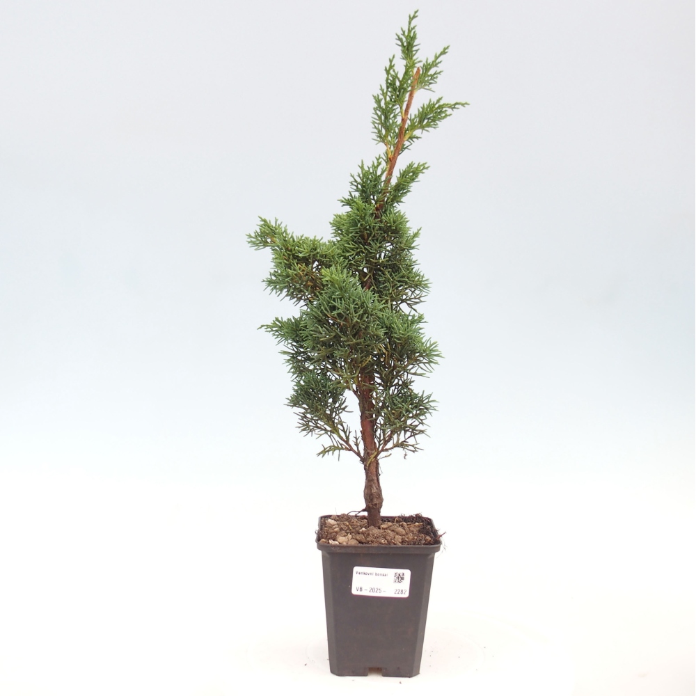Outdoor bonsai - Juniperus chinensis Kishu - chiński jałowiec