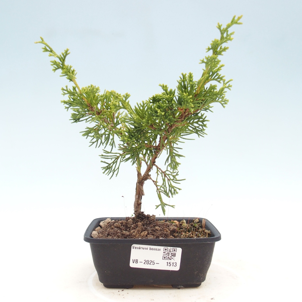 Outdoor bonsai - Juniperus chinensis Itoigawa - Jałowiec chiński