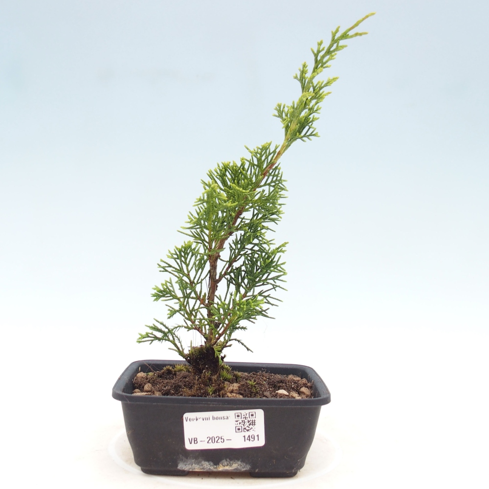 Outdoor bonsai - Juniperus chinensis Itoigawa - Jałowiec chiński