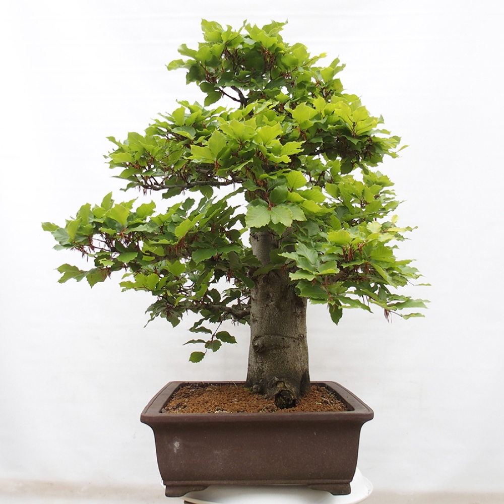 Bonsai ogrodowe - Fagus sylvatica - Buk